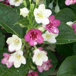 Veigela bicolor blanco rosa